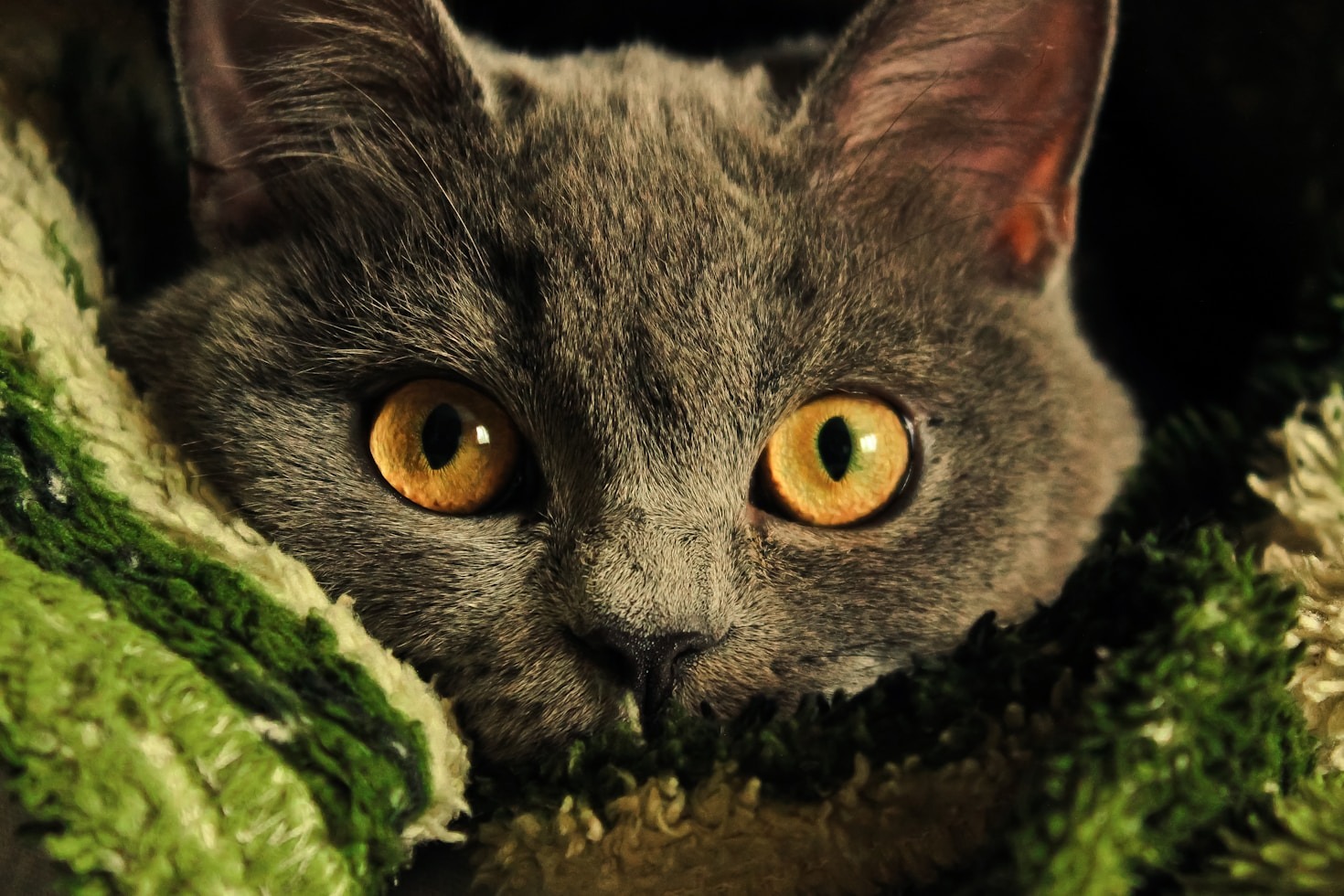 How Lancaster and Morecambe Cat Rescue Makes a Difference