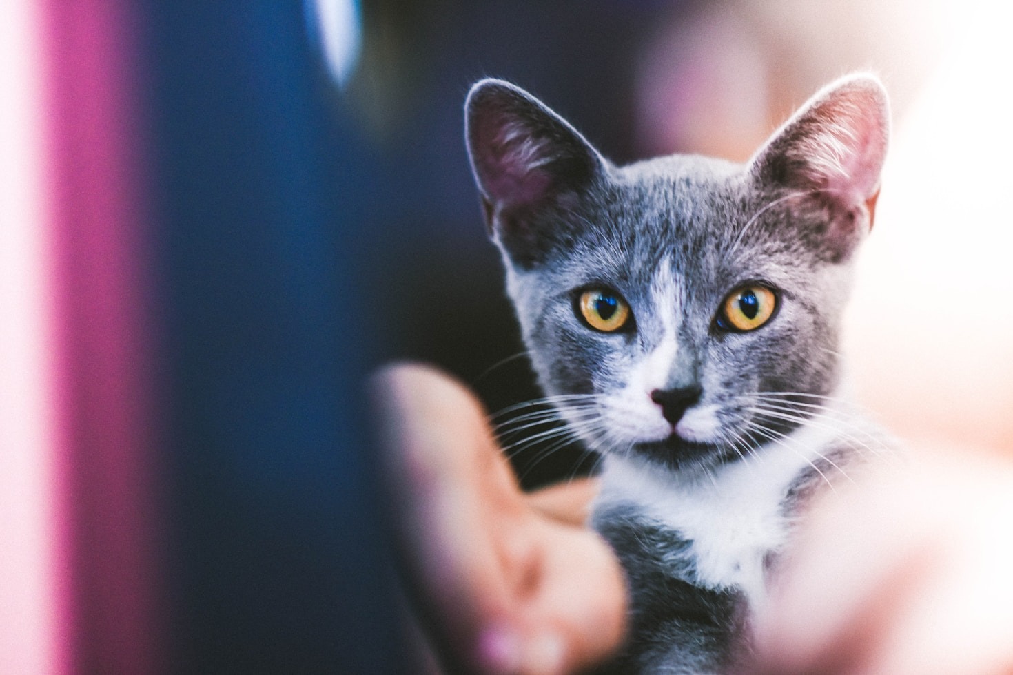Top Tips for Responsible Cat Ownership