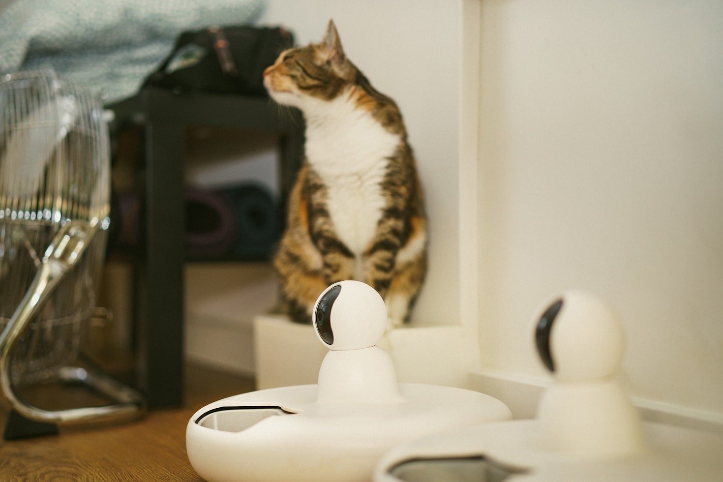How You Can Support Local Cat Rescues